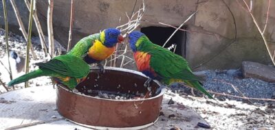 <a href='https://www.boscoostrava.cz/navsteva-zoo-v-ostrave-s-ukrajinskymi-rodinami/' title='Návštěva ZOO v Ostravě s ukrajinskými rodinami'>Návštěva ZOO v Ostravě s ukrajinskými rodinami</a>